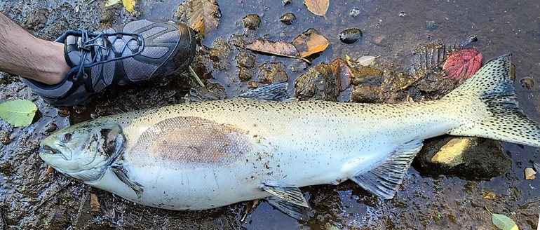 Dead female chinook salmon