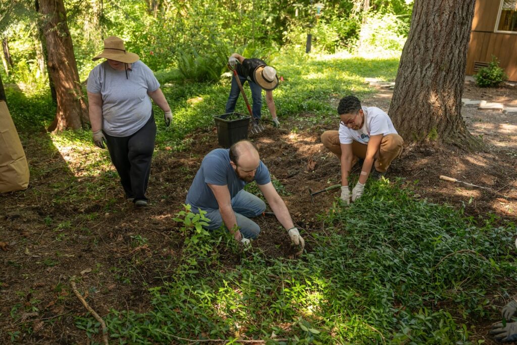 Four volunteers plant and clear vegetation in a wooded yard.
