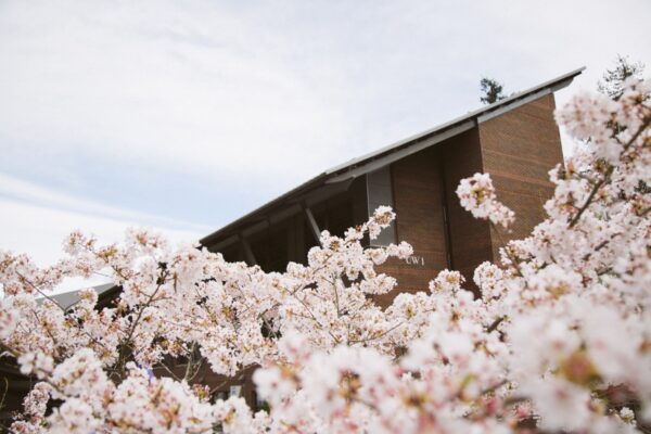Photo of cherry blossoms and a building on UWB campus