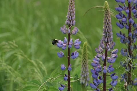 A bumble bee landing on a lupine flower