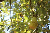 a pear on a tree
