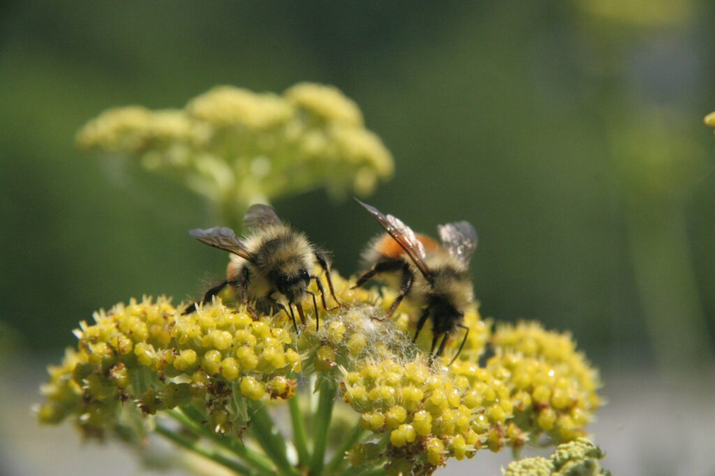 Bees on a yarrow flower