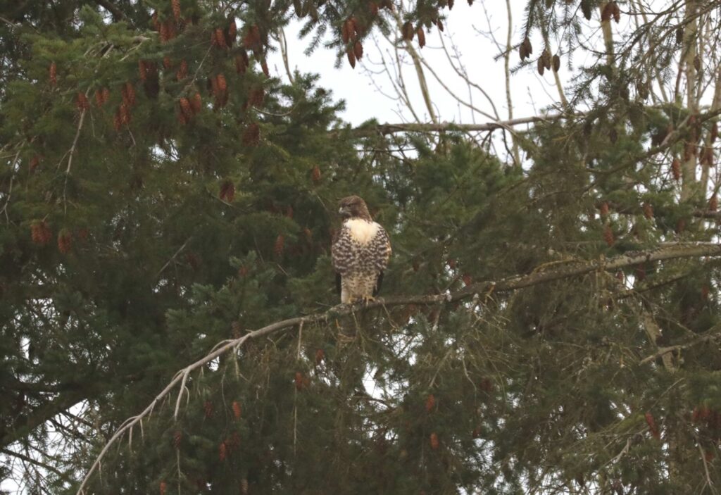 Red tailed hawk on a tree