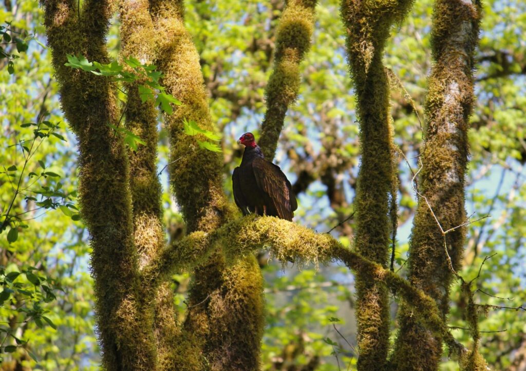 Turkey vulture perched in a tree