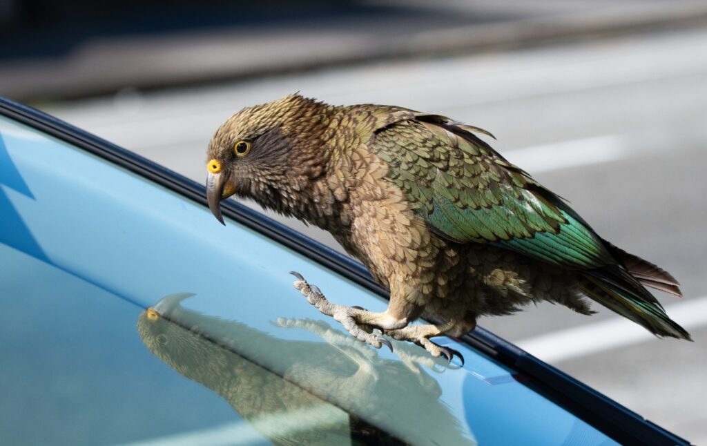 Kea bird and its reflection on a car windshield
