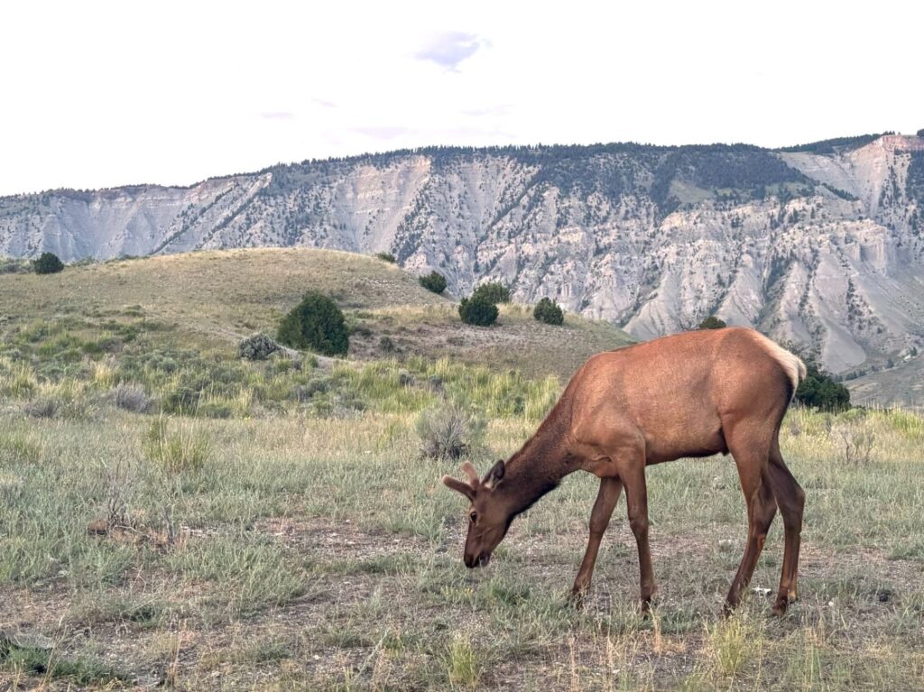A grazing elk