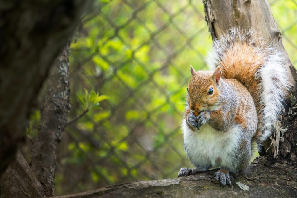 Gray squirrel eating a nut