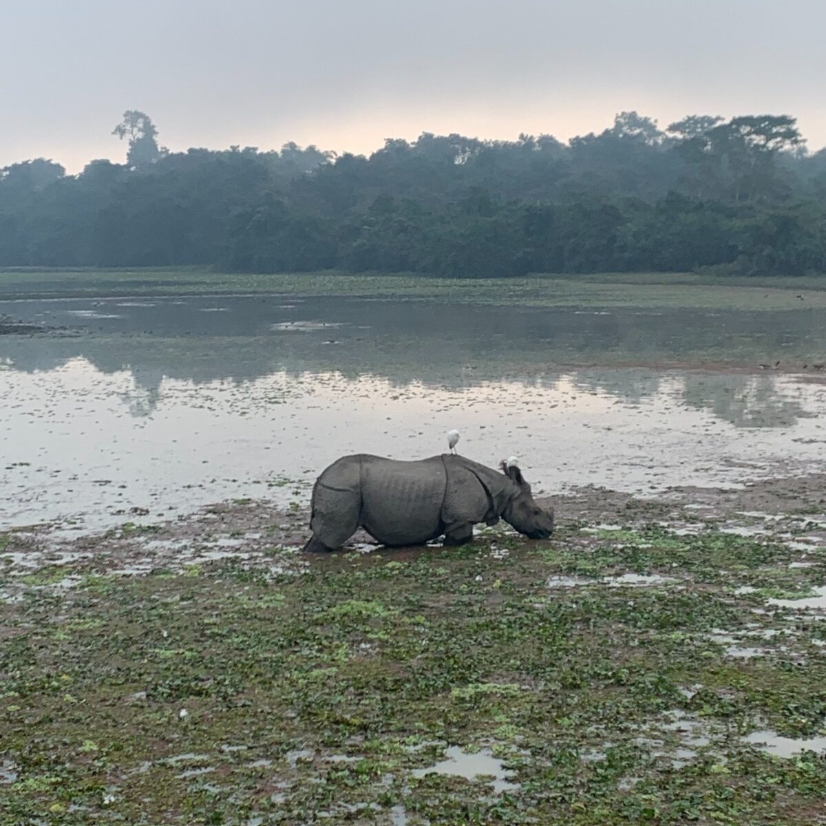 Two birds sitting on the back of a rhinoceros. 