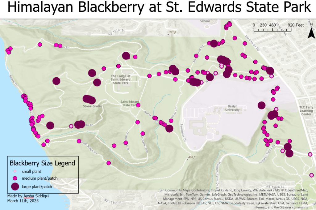 Himalayan Blackberry map