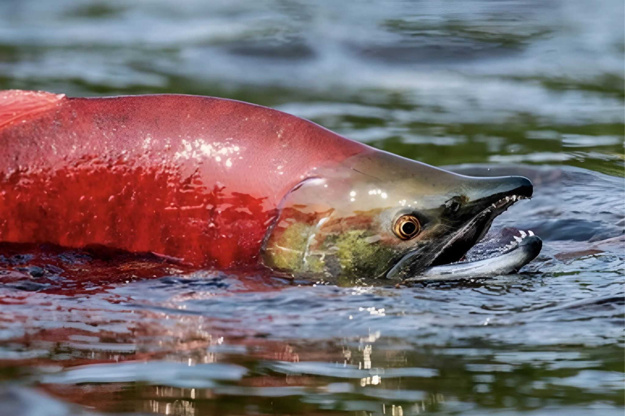 Salmon research — Collaborative socio-ecological engagement project