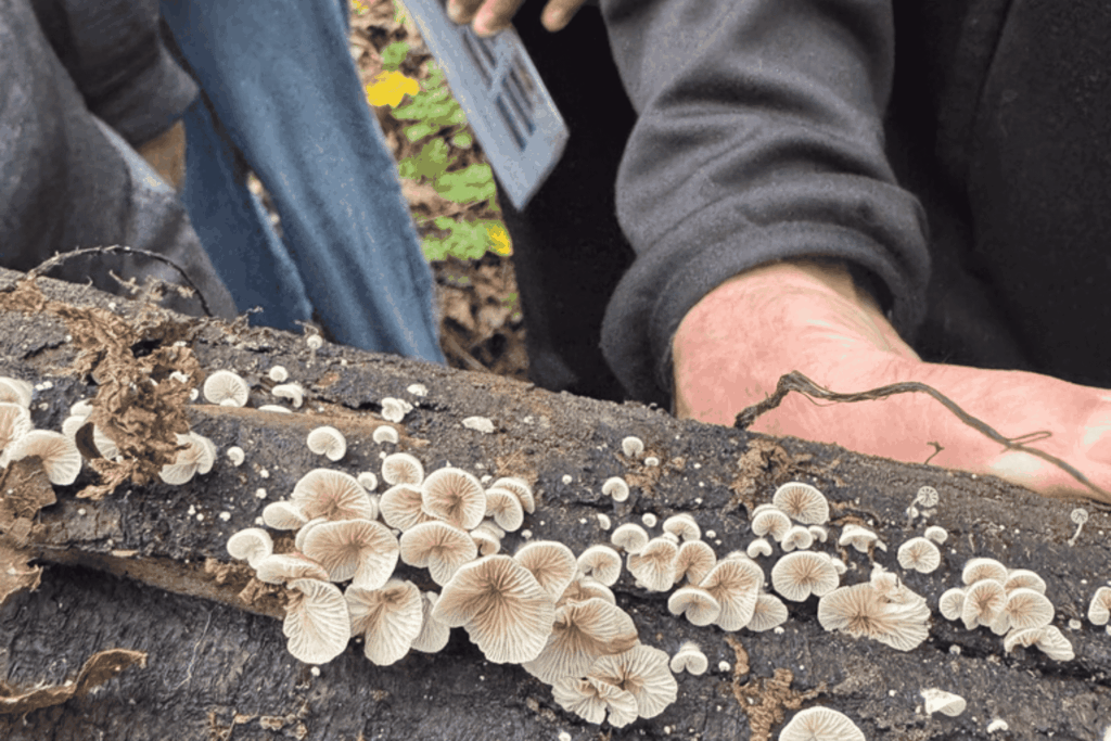 A cluster of small, pale mushrooms grows on a fallen log, with several people observing in the background.