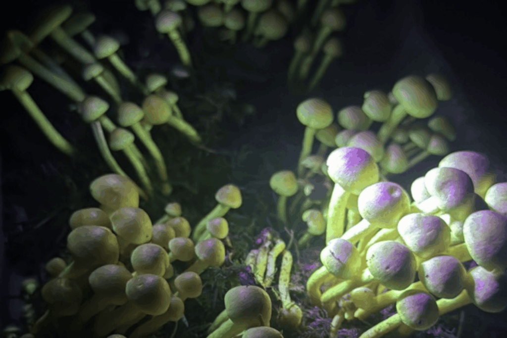 A cluster of small mushrooms with pale yellow caps and stems are illuminated by a purple light source from above, creating a surreal glow.