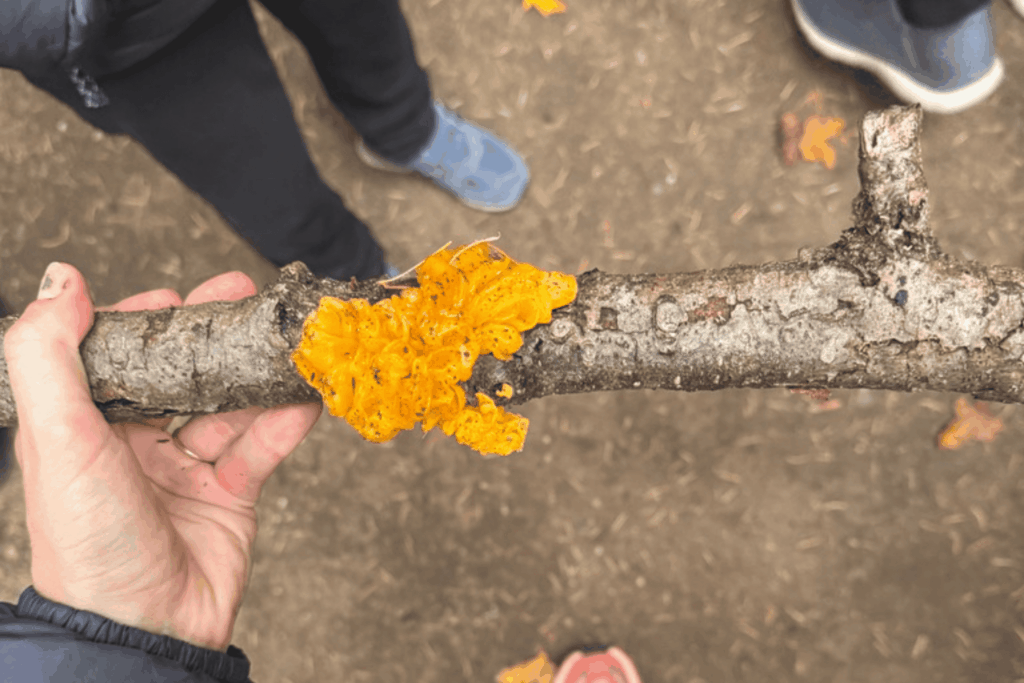 A person holds a branch with bright orange, jelly-like growth on it, with other people's legs and feet visible in the background.