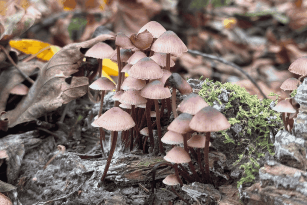 A cluster of small, delicate mushrooms with pale pinkish-brown caps grows on a mossy, decaying log surrounded by fallen leaves in a forest setting.