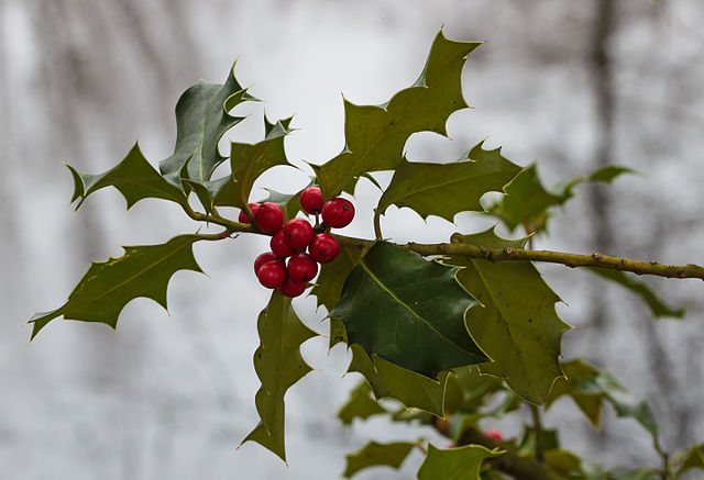 Understanding English Holly Invasion at Saint Edward State Park ...