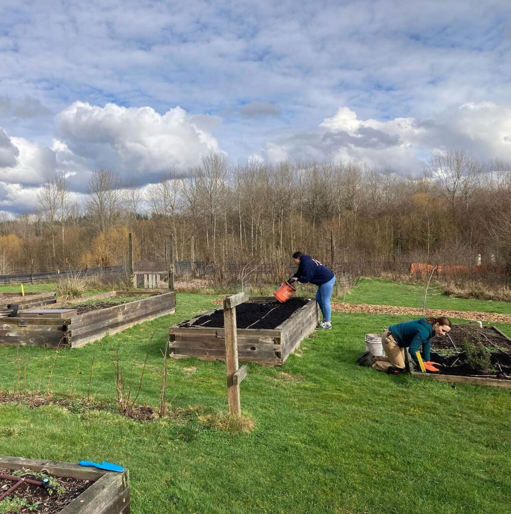 Two people working in garden boxes.