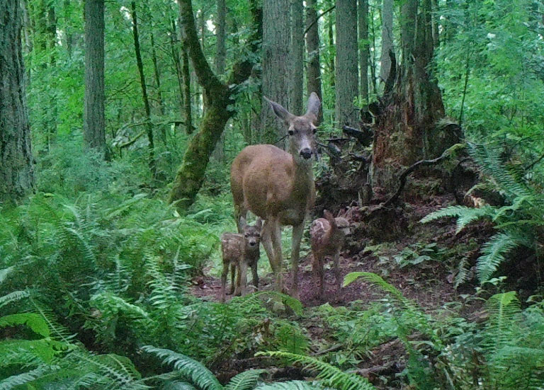 A mother deer with her two fawns.