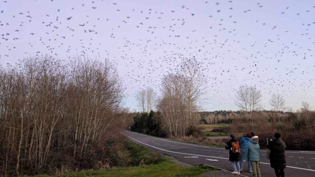 People watching crows fly.