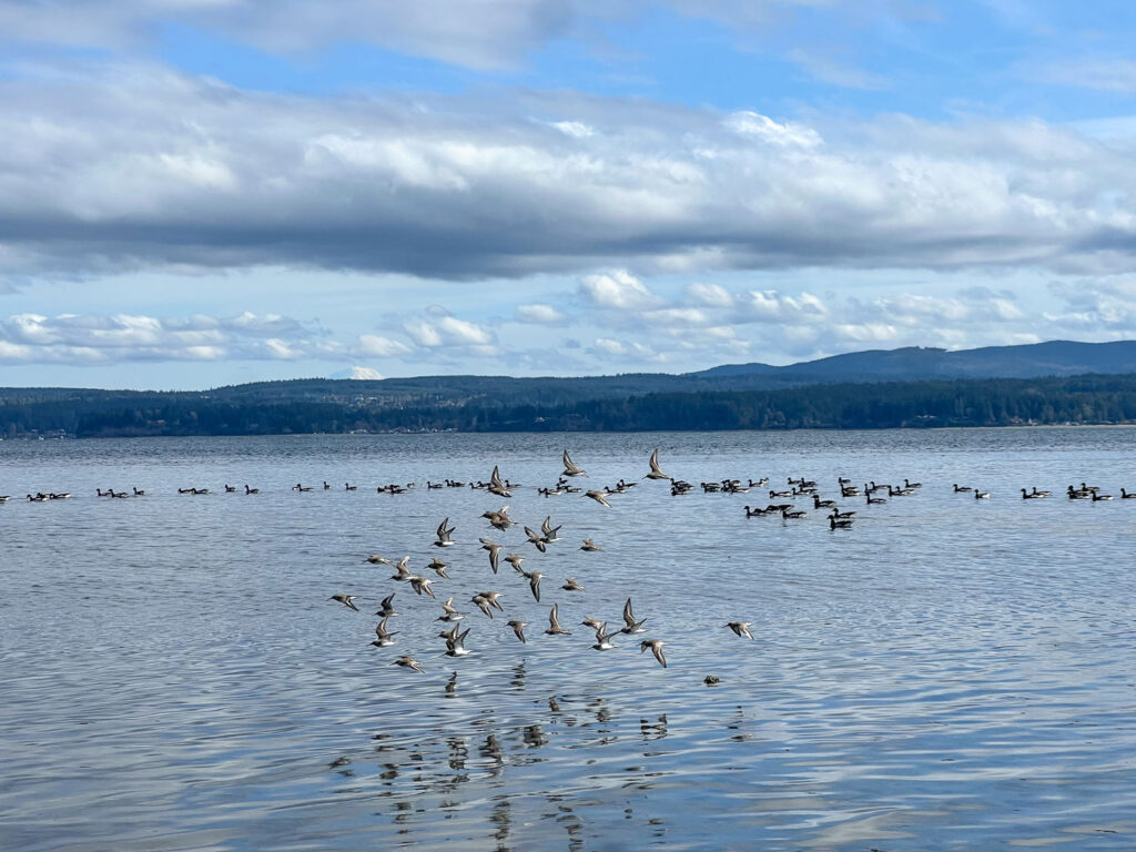 Birds flying over water.