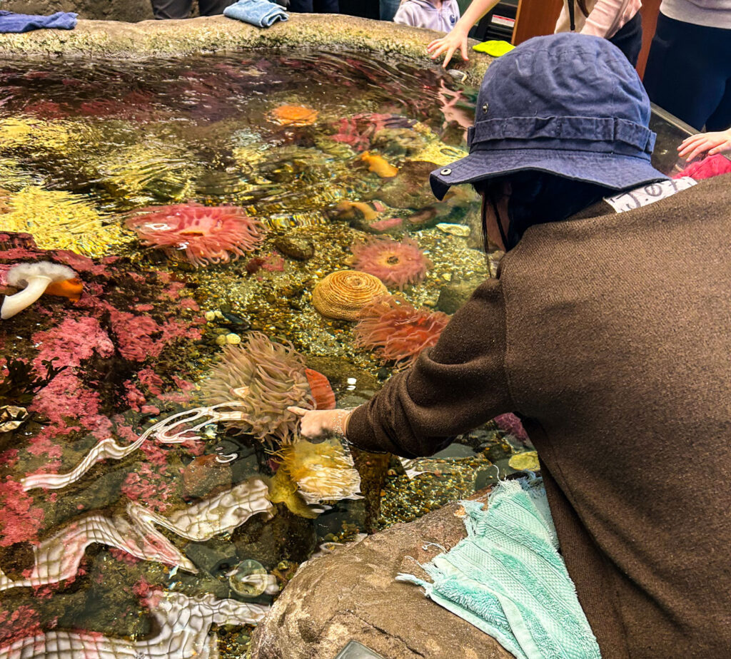 A person touching marine life in a touch tank.