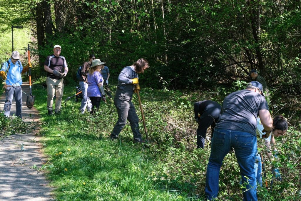 People with shovels removing plants.