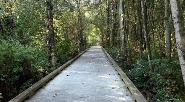 A wetland boardwalk.