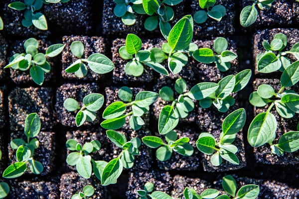 flat of seedlings growing