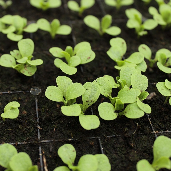 small seedlings growing in a flat of dirt.