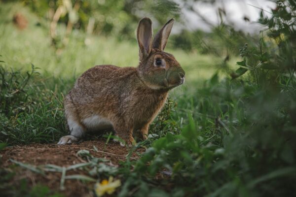 bunny listening with big ears