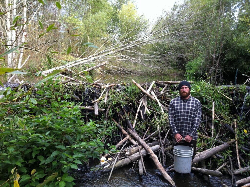 wetland staff standing in front of a beaver dam on North Creek