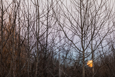 moon visible through trees in the wetland