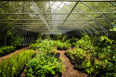 greenhouse full of plants