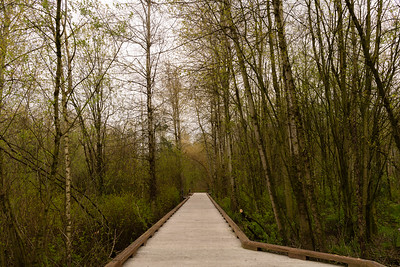 wetland boardwalk