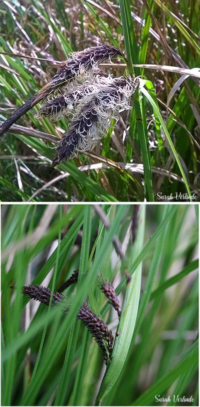 feathery seed heads of sedge