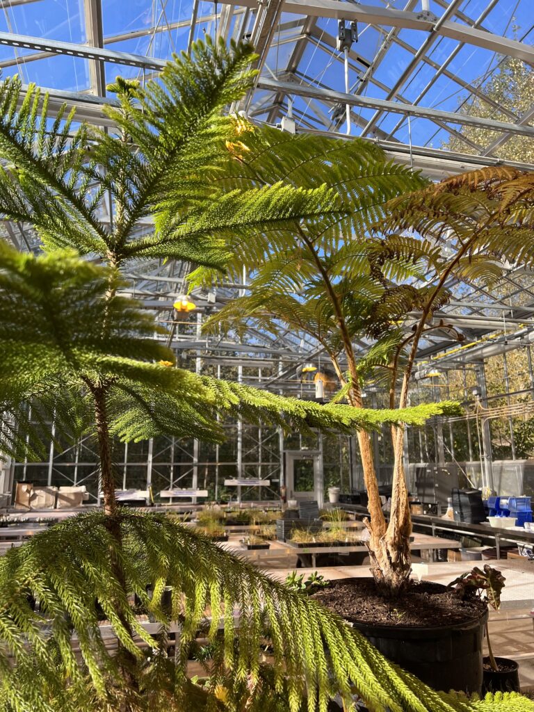 Foreground: Monkey puzzle tree, background: lacy tree fern