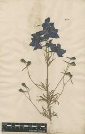 a specimen of Delphinium grandiflorum from his personal collection4