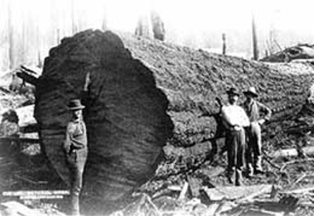 Three men stand in front of a downed Douglas Fir tree that is taller than they are.