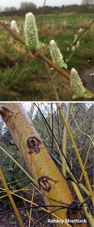 top: pacific willow cones
bottom: close up of smooth, yellow willow bark
