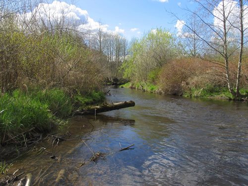 A view of North Creek and surrounding vegetation in the Wetland