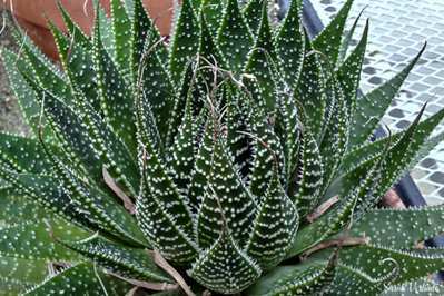 lace aloe cactus