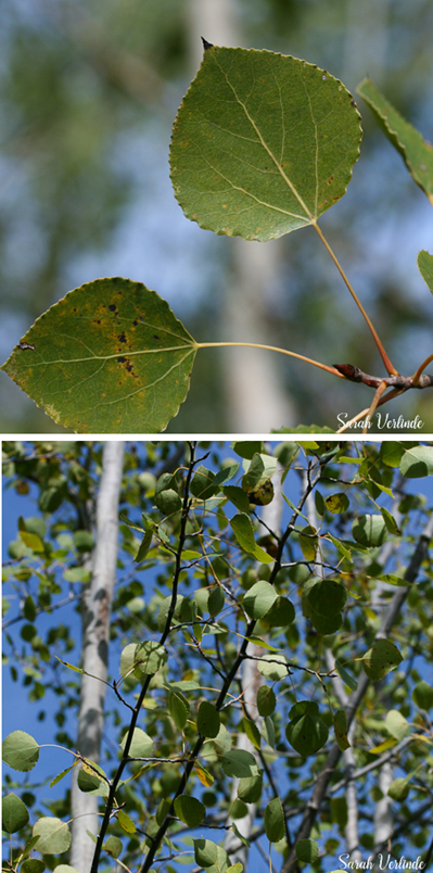 Aspen leaves