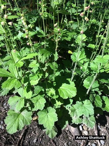 cupped leaves and tall stems of fringecup