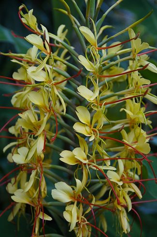 yellow kahili ginger flowers