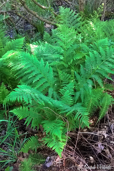 bright green lady fern growing on campus