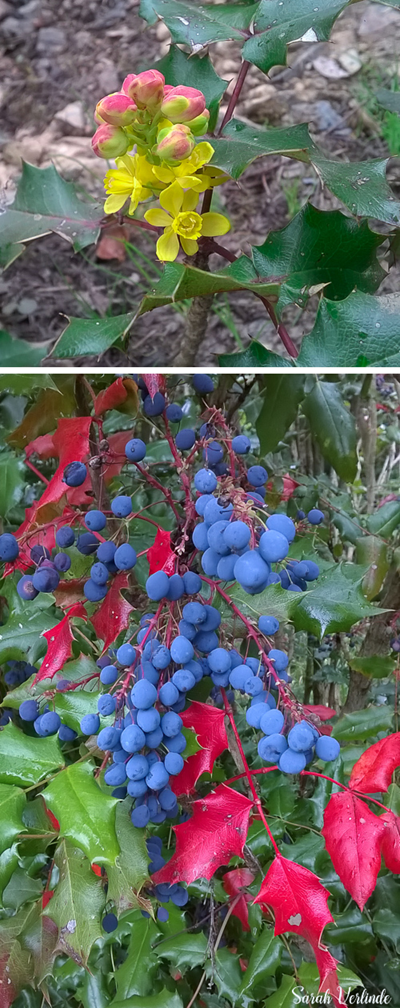 Oregon grape with yellow flowers and blue berries