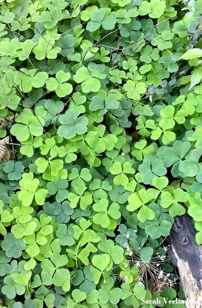 patch of redwood sorrel (4 leaf clover)