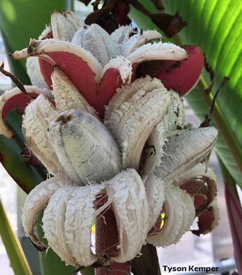 peeling pink banana