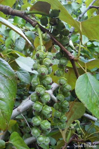 round cottonwood seedpods