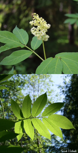 Red elderberry leaves and close up of white flower