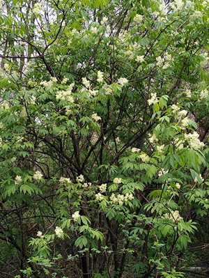 Red elderberry with white flowers